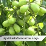 ปลูกลำไยคริสตัลกรอบหวาน-จ.สตูล--ข่าวที่คุณวาง