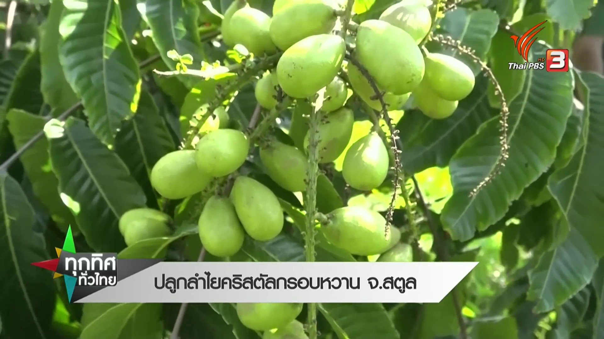 ปลูกลำไยคริสตัลกรอบหวาน-จ.สตูล--ข่าวที่คุณวาง