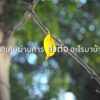 บริษัท-บางจาก-คอร์ปอเรชั่น-จำกัด-(มหาชน)-เปิดตัว-mv-เพลง-เธ-|-2025-05-15-12:01:00