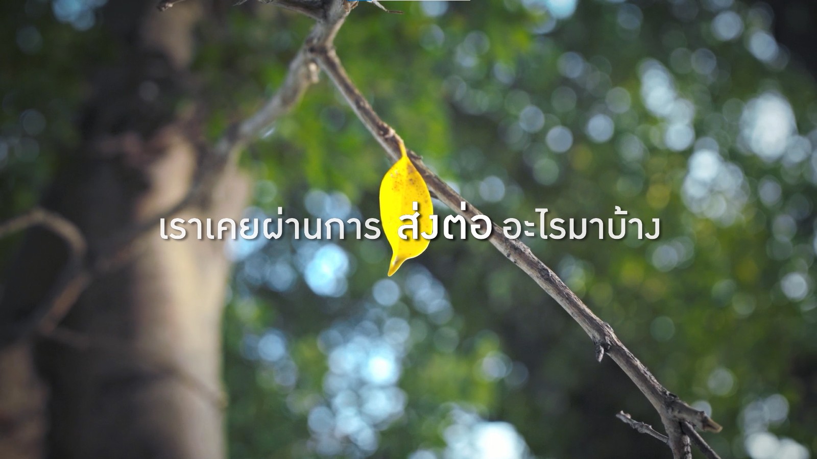 บริษัท-บางจาก-คอร์ปอเรชั่น-จำกัด-(มหาชน)-เปิดตัว-mv-เพลง-เธ-|-2025-05-15-12:01:00