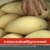 มะม่วงน้ำดอกไม้เชียงใหม่ราคาตกต่ำ-(feed--with-ranking