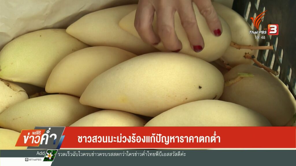 มะม่วงน้ำดอกไม้เชียงใหม่ราคาตกต่ำ-(feed--with-ranking