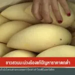 มะม่วงน้ำดอกไม้เชียงใหม่ราคาตกต่ำ-(feed--with-ranking