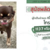 พบสุนัขพลัดหลง-ผู้ใดเป็นเจ้าของแจ้ง-js100-โทร-*1808-หรือ-113-|-2025-05-17-13:15:00