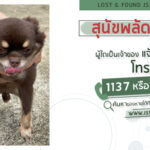 พบสุนัขพลัดหลง-ผู้ใดเป็นเจ้าของแจ้ง-js100-โทร-*1808-หรือ-113-|-2025-05-17-13:15:00