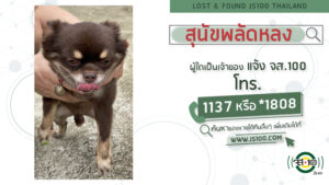 พบสุนัขพลัดหลง-ผู้ใดเป็นเจ้าของแจ้ง-js100-โทร-*1808-หรือ-113-|-2025-05-17-13:15:00