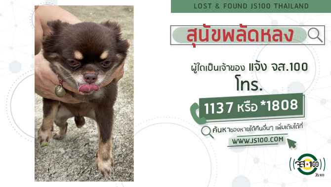พบสุนัขพลัดหลง-ผู้ใดเป็นเจ้าของแจ้ง-js100-โทร-*1808-หรือ-113-|-2025-05-17-13:15:00