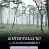 ดอกหงอนนาค-มนต์เสน่ห์แห่งราชินีสีม่วง-ที่อุทยานแห่งชาติภูสอ