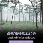ดอกหงอนนาค-มนต์เสน่ห์แห่งราชินีสีม่วง-ที่อุทยานแห่งชาติภูสอ
