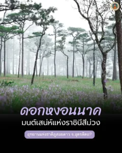 ดอกหงอนนาค-มนต์เสน่ห์แห่งราชินีสีม่วง-ที่อุทยานแห่งชาติภูสอ