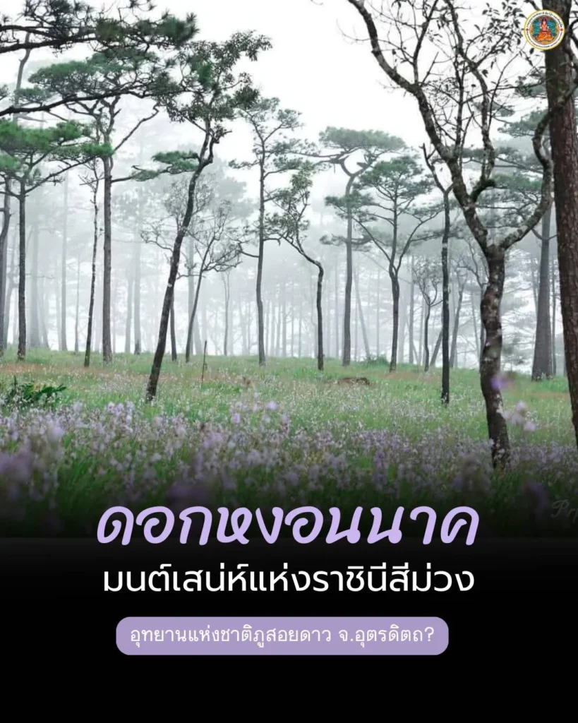 ดอกหงอนนาค-มนต์เสน่ห์แห่งราชินีสีม่วง-ที่อุทยานแห่งชาติภูสอ