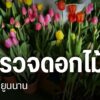 สำรวจดอกไม้จีนที่ยูนนาน-ดอกไม้-จีน-ยูนนาน-north-#
