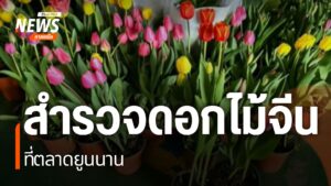 สำรวจดอกไม้จีนที่ยูนนาน-ดอกไม้-จีน-ยูนนาน-north-#