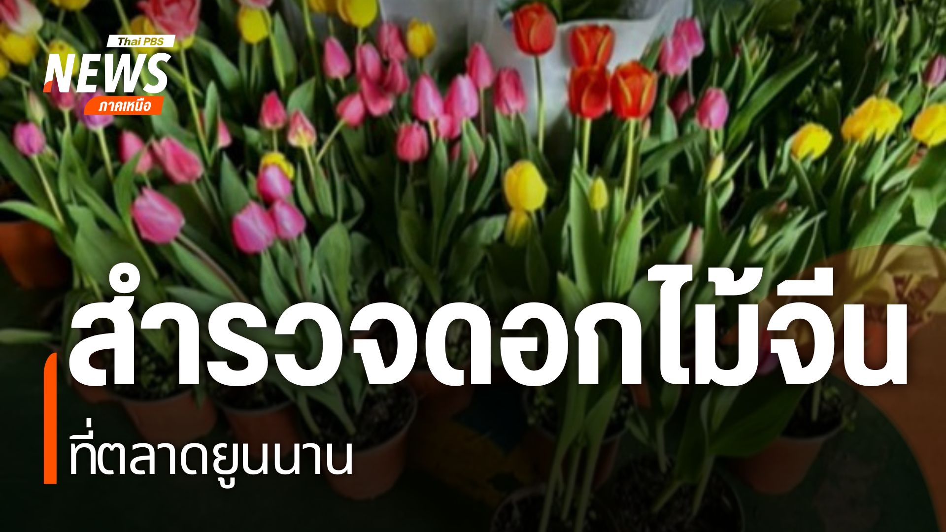 สำรวจดอกไม้จีนที่ยูนนาน-ดอกไม้-จีน-ยูนนาน-north-#