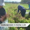 สงเสริมปลูกกะเพรา-3-สายพันธ์-จ.ตรัง--#thaipb