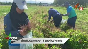 สงเสริมปลูกกะเพรา-3-สายพันธ์-จ.ตรัง--#thaipb