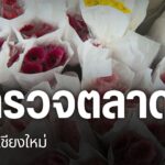 จากปัญหาราคาดอกเบญจมาศตกต่ำ-ทีมข่าวไทยพีบีเอส-ได้ลงพื้นที่สำ