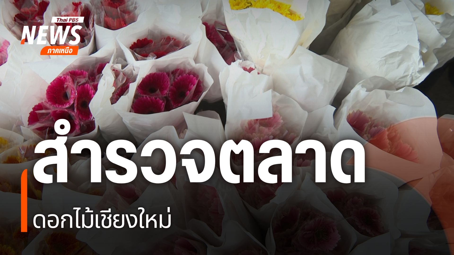 จากปัญหาราคาดอกเบญจมาศตกต่ำ-ทีมข่าวไทยพีบีเอส-ได้ลงพื้นที่สำ