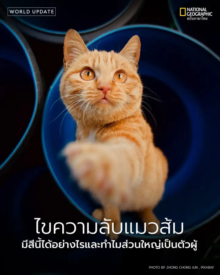 หลังจากพยายามหาคำตอบกันอยู่นาน-ในที่สุดนักวิทยาศาสตร์ก็สามาร