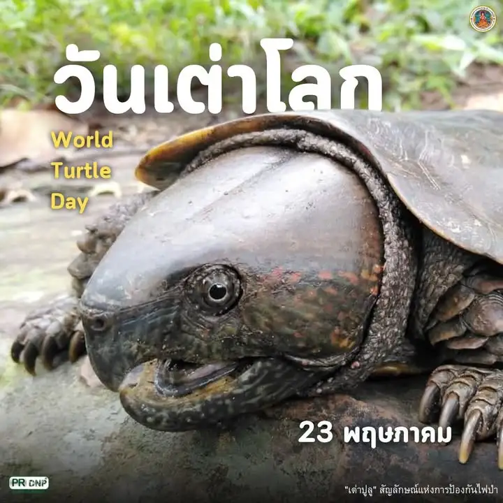 23-พฤษภาคม-“วันเต่าโลก”-วันที่-23-พฤษภาคมของทุกปีเป็นวันเต่า