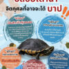 รู้หรือไม่-“เต่านา”-เป็นสัตว์ป่าคุ้มครอง-ที่มีการลักลอบค้ามา