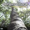 24-พฤษภาคม-“วันป่าชุมชนแห่งชาติ”-วันที่-24-พฤษภาคมของทุกปีตร