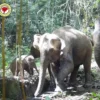 อุทยานแห่งชาติบางลาง-จ.ยะลา-เปิดภาพสัตว์ป่าในพื้นที่-ที่บัน