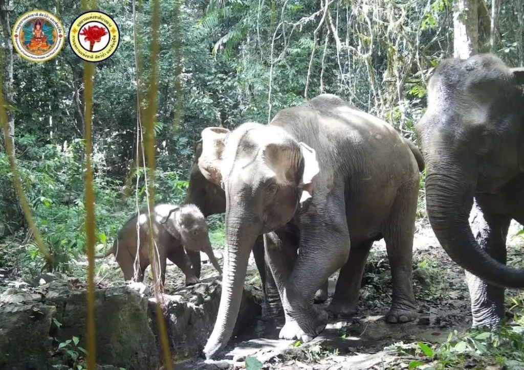 อุทยานแห่งชาติบางลาง-จ.ยะลา-เปิดภาพสัตว์ป่าในพื้นที่-ที่บัน