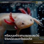 มนุษย์ไม่อาจหลีกเลี่ยงการแก่ตัวลงได้-แต่ดูเหมือนว่าสำหรับแอก