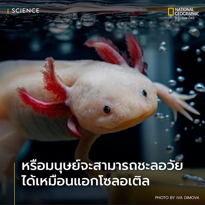มนุษย์ไม่อาจหลีกเลี่ยงการแก่ตัวลงได้-แต่ดูเหมือนว่าสำหรับแอก