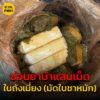 จับกุมผู้ต้องหา-ซ่อนยาบ้า-100,000-เม็ด-ในถังเมี่ยง-(มัดใบชาห-|-2025-05-30-04:17:00