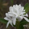 พุดทุ่ง-ดอกขาวนวล-ชูช่อในผืนป่า-อุทยานแห่งชาติภูจองนายอย-จ.อ
