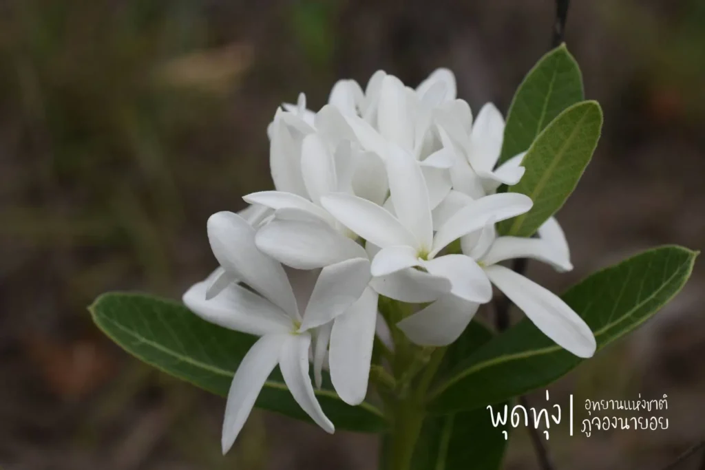 พุดทุ่ง-ดอกขาวนวล-ชูช่อในผืนป่า-อุทยานแห่งชาติภูจองนายอย-จ.อ