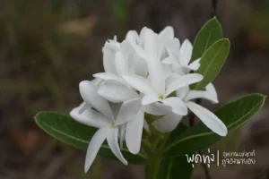 พุดทุ่ง-ดอกขาวนวล-ชูช่อในผืนป่า-อุทยานแห่งชาติภูจองนายอย-จ.อ