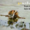 ชีวิตน้อยๆในโลกกว้าง-“ลูกนกอีแจว”-ณ-ทุ่งบัวแดงบึงละหาน-เจ้าห