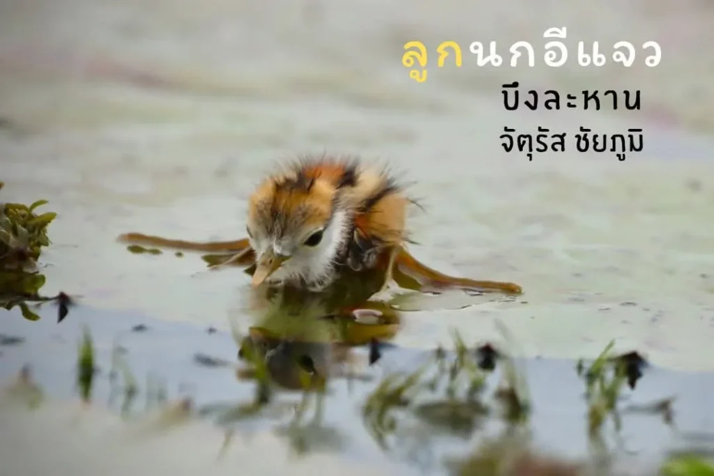 ชีวิตน้อยๆในโลกกว้าง-“ลูกนกอีแจว”-ณ-ทุ่งบัวแดงบึงละหาน-เจ้าห