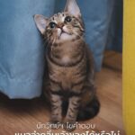 งานวิจัยใหม่เผย-แมว-จดจำกลิ่นได้แม่นยำ-สามารถแยกแยะกลิ่นเจ