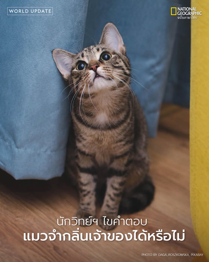 งานวิจัยใหม่เผย-แมว-จดจำกลิ่นได้แม่นยำ-สามารถแยกแยะกลิ่นเจ