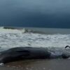 ภารกิจชันสูตรซากวาฬเกยตื้น-บริเวณหาดบางเบน-ตำบลม่วงกลวง-อำเภ