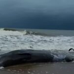 ภารกิจชันสูตรซากวาฬเกยตื้น-บริเวณหาดบางเบน-ตำบลม่วงกลวง-อำเภ