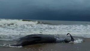 ภารกิจชันสูตรซากวาฬเกยตื้น-บริเวณหาดบางเบน-ตำบลม่วงกลวง-อำเภ