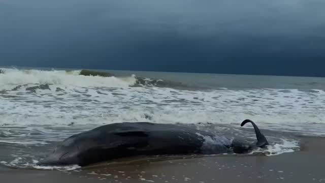 ภารกิจชันสูตรซากวาฬเกยตื้น-บริเวณหาดบางเบน-ตำบลม่วงกลวง-อำเภ