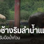 เหตุแม่น้ำแม่แตง-ล้นตลิ่งเข้าท่วมปางช้าง-และ-แหล่งท่องเที่ยว