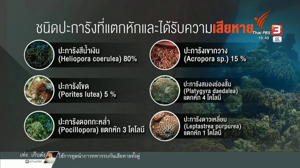 สำรวจความเสียหายแนวปะการัง-เหตุเรือสินค้าเกยตื้น-ข่าวที่คุณ