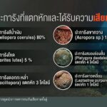 สำรวจความเสียหายแนวปะการัง-เหตุเรือสินค้าเกยตื้น-ข่าวที่คุณ