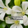 ใจที่ปลอดโปร่ง-นำไปหาเส้นทางที่ถูกต้อง-พระพุทธองค์ตรัสว่า-ภ-|-2025-06-04-12:00:00