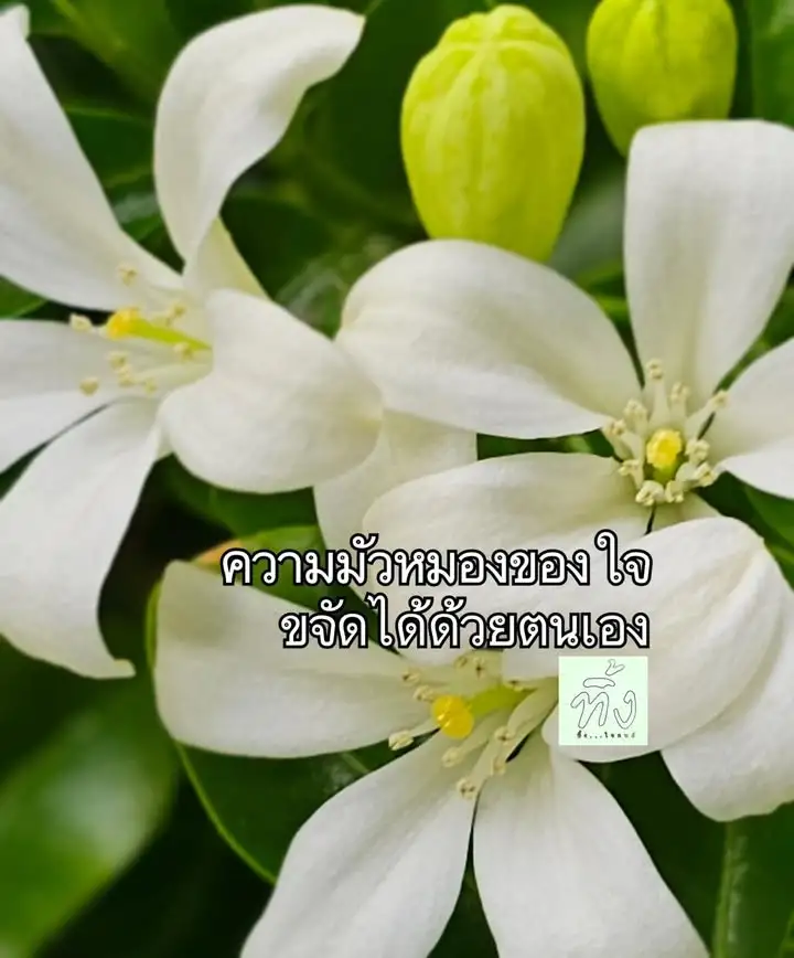 ใจที่ปลอดโปร่ง-นำไปหาเส้นทางที่ถูกต้อง-พระพุทธองค์ตรัสว่า-ภ-|-2025-06-04-12:00:00