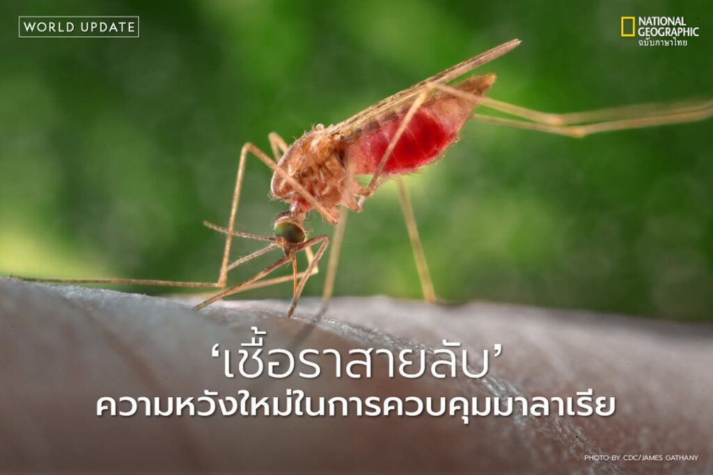 นักวิทยาศาสตร์จากสหรัฐอเมริกาได้พัฒนาวิธีการใหม่ในการต่อสู้ก