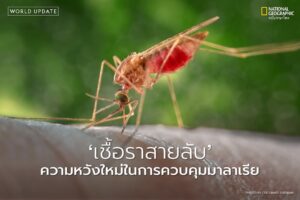 นักวิทยาศาสตร์จากสหรัฐอเมริกาได้พัฒนาวิธีการใหม่ในการต่อสู้ก