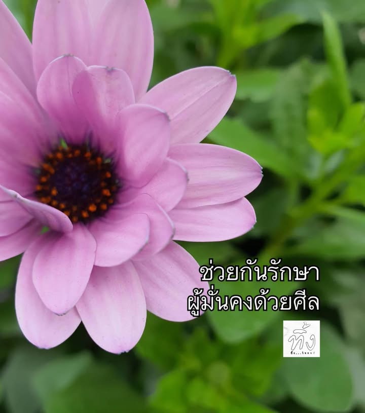 ช่วยกันรักษา-ผู้ทรงศีล-พระพุทธองค์ตรัสว่า-ภิกษุทั้งหลาย-บุค-|-2025-06-05-12:47:00